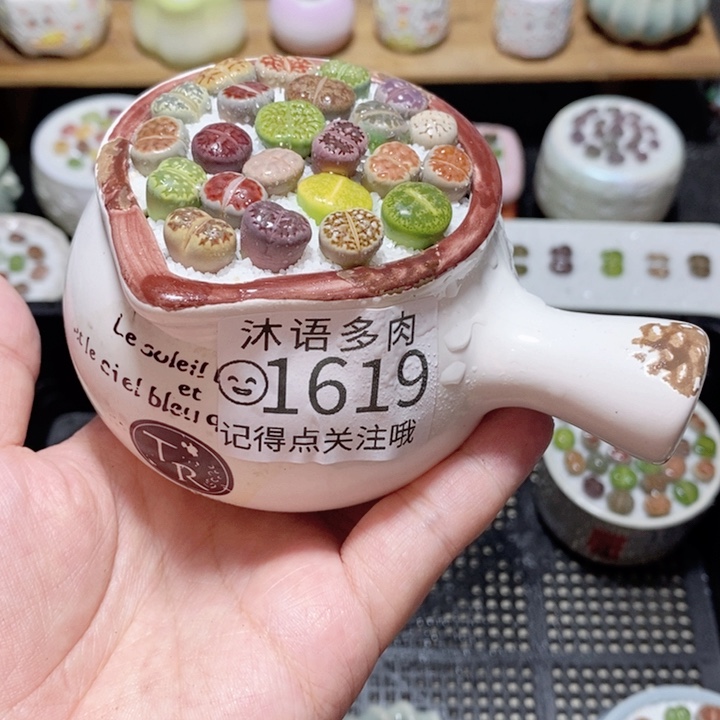 精美盆栽 一物一拍 1619