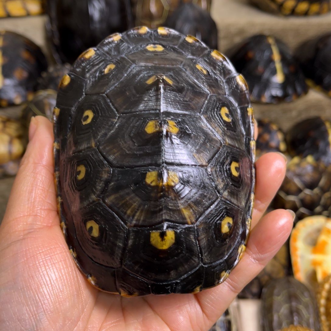 新骨瓷非*精品龟壳摆件