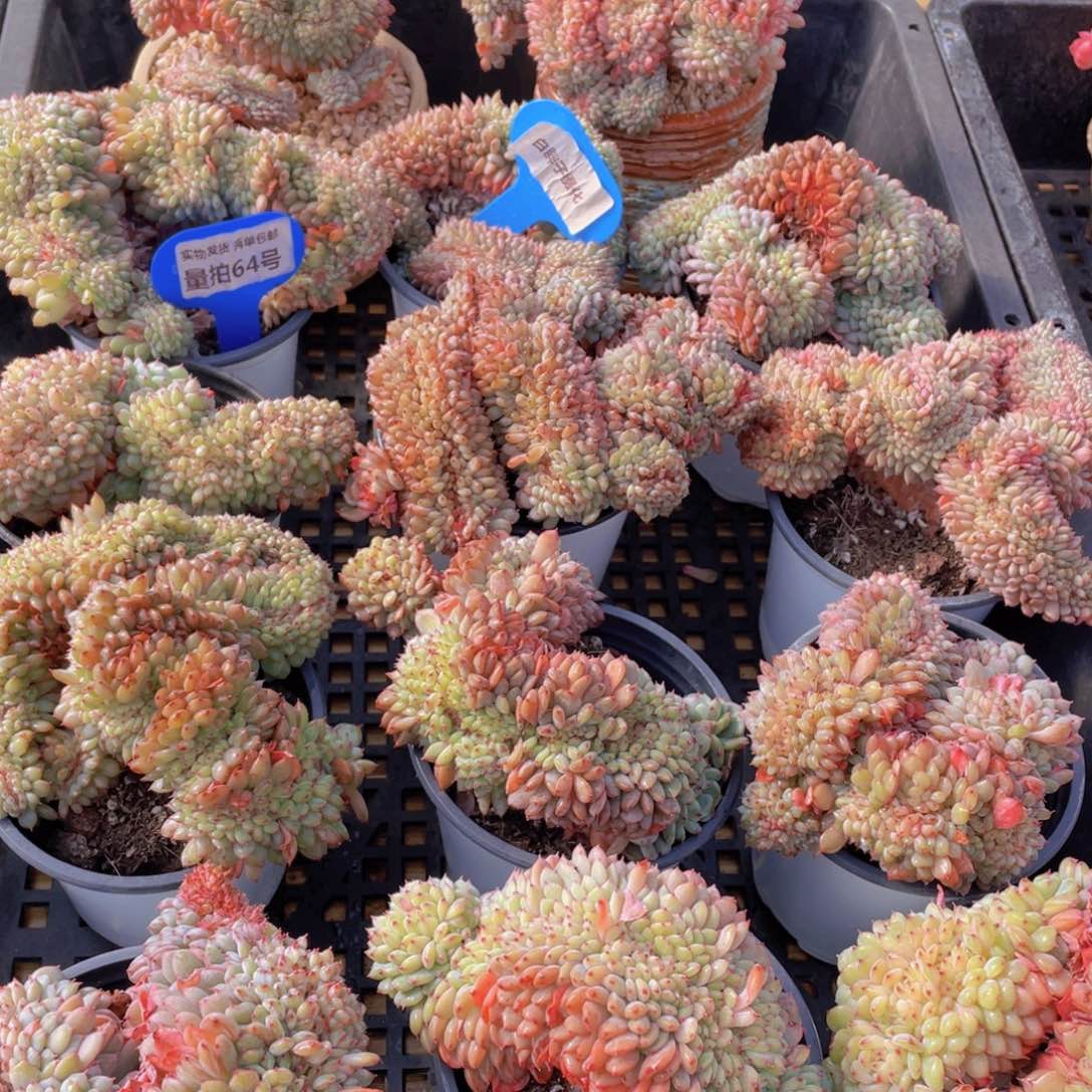 量拍64号 白胖子多肉缀化一个