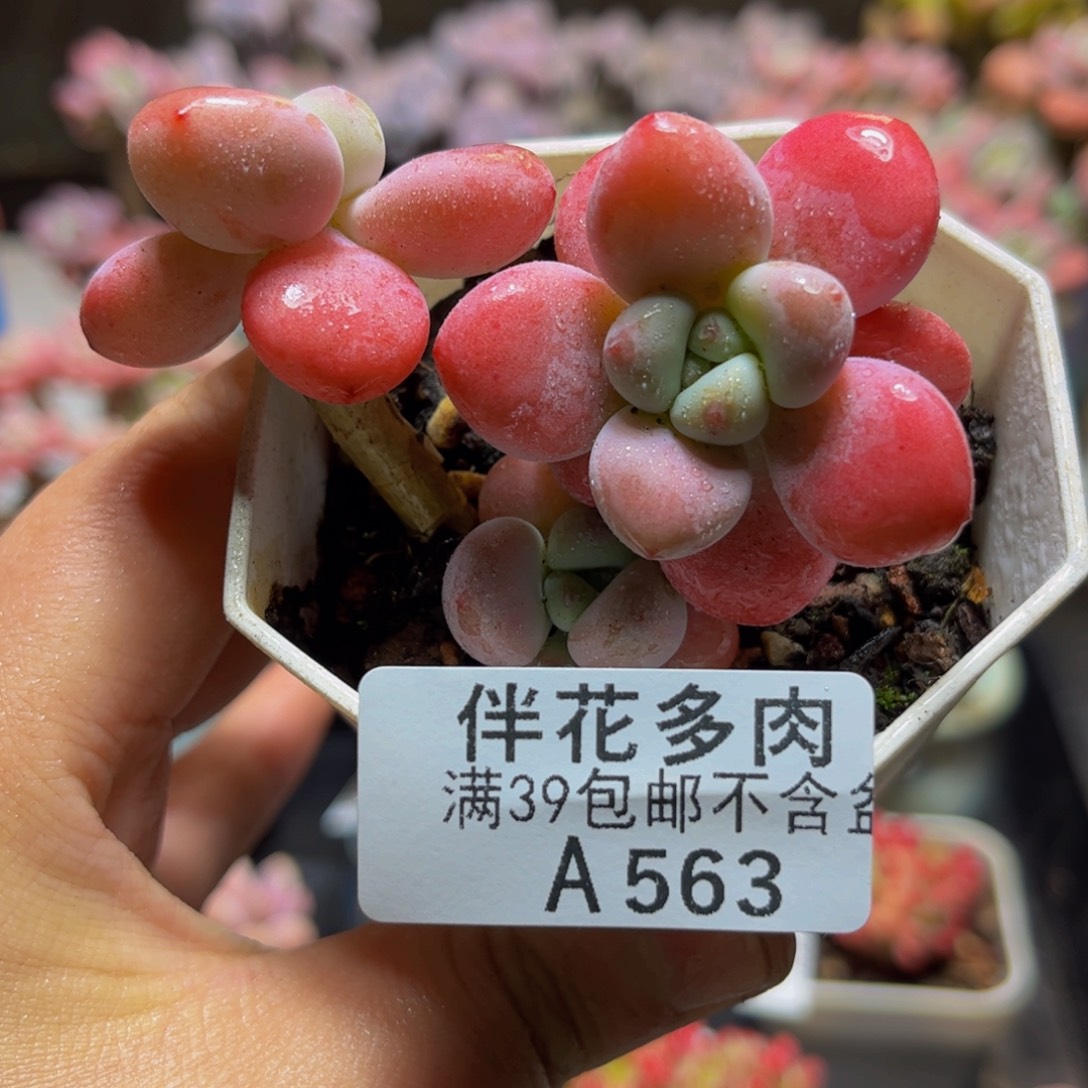563樱花洛神7.5厘米多肉