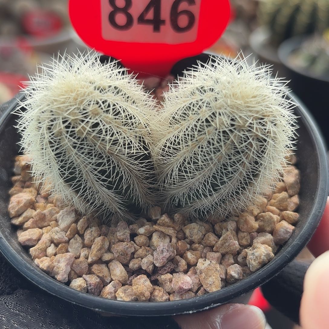 仙人球实生白云虾双头