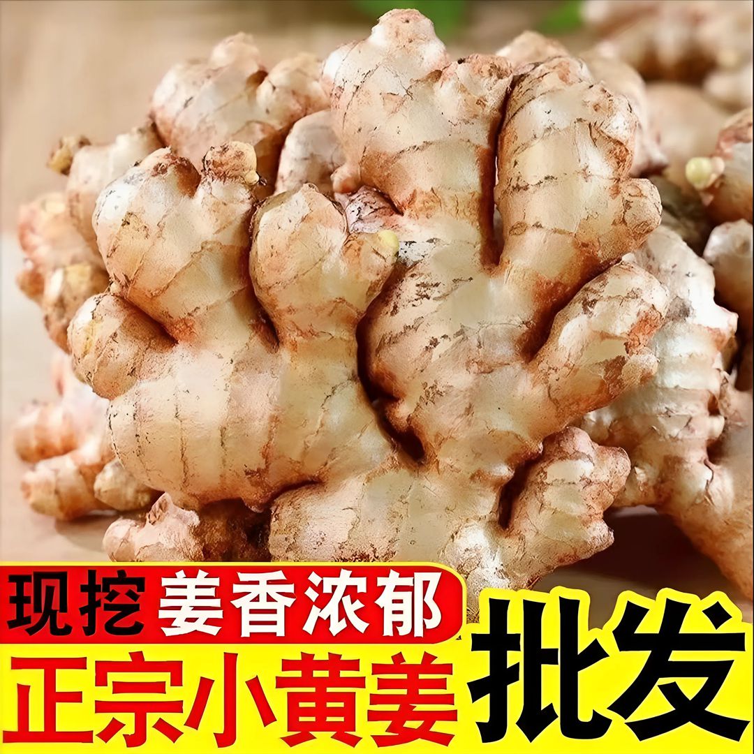 新鲜小黄姜现挖贵州高山小黄姜生姜香辣味足鲜姜蔬菜农家自种老姜