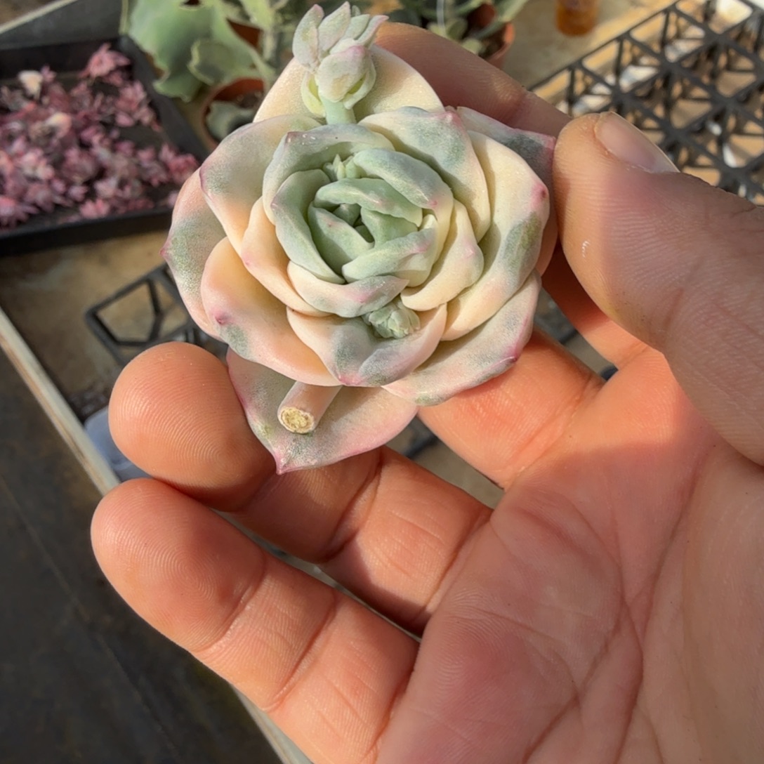 橘****左上角彩可爱玫瑰