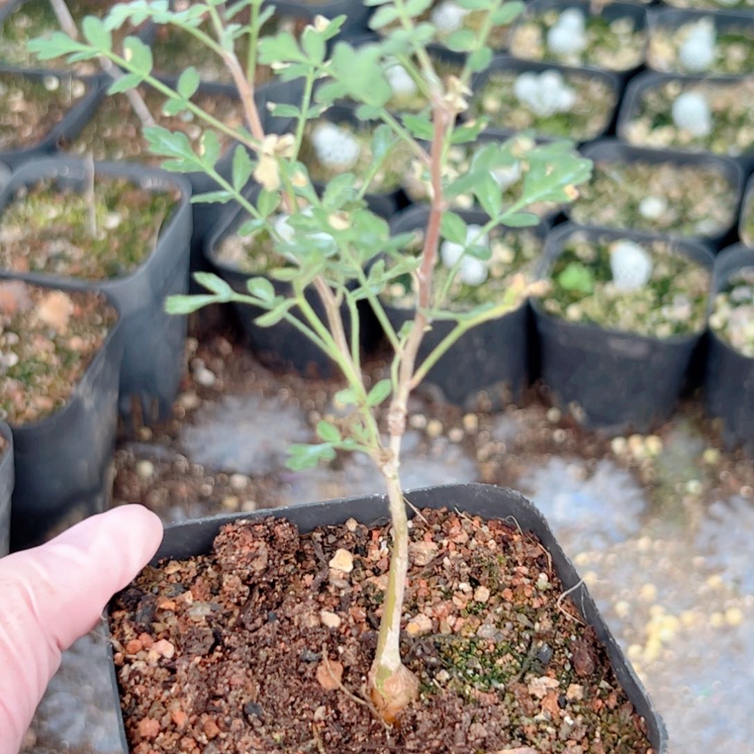  橡木漆树实生块根