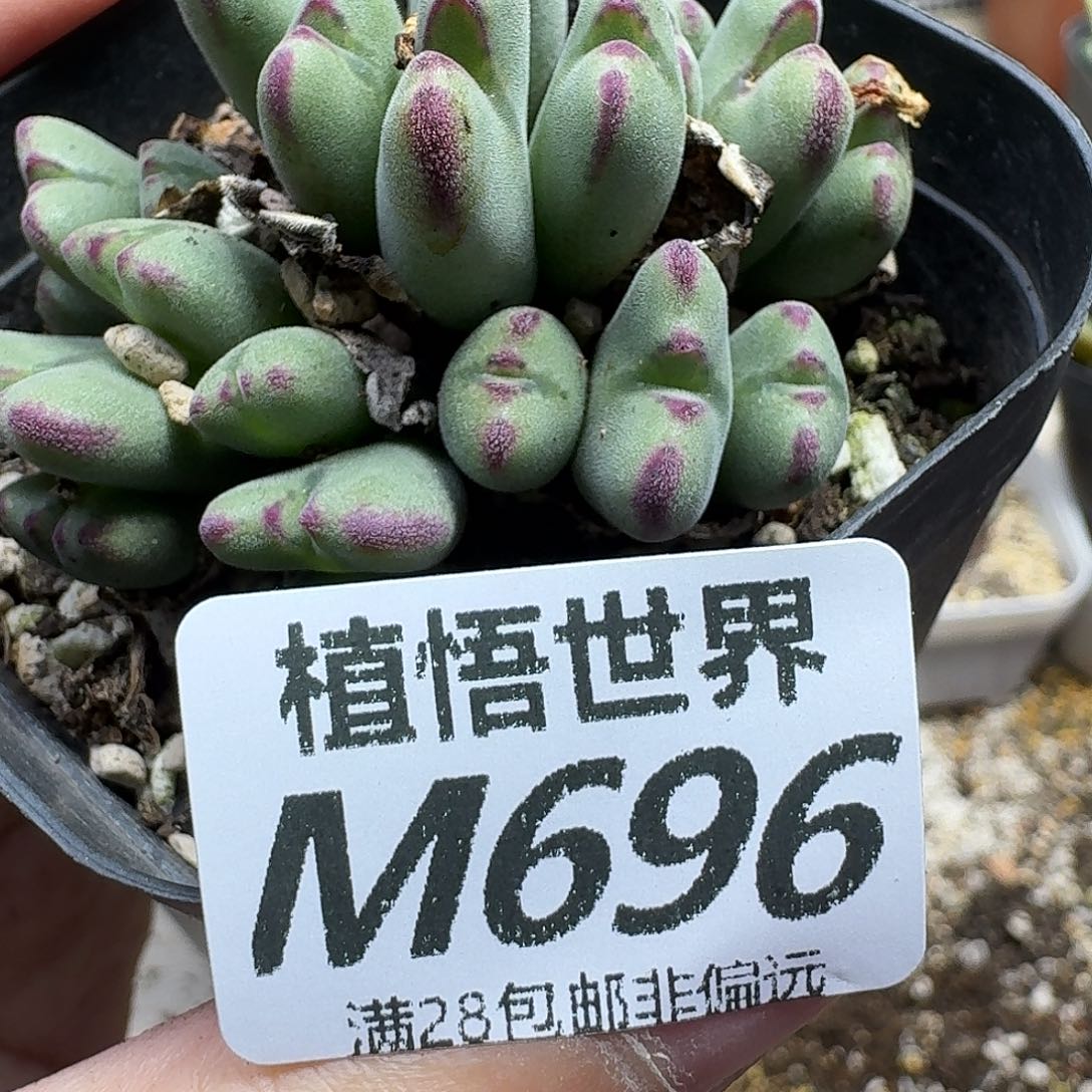 多肉植物的润泽fgb