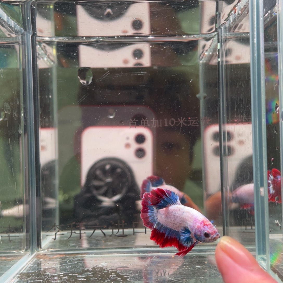 斗鱼印尼精品斗鱼19