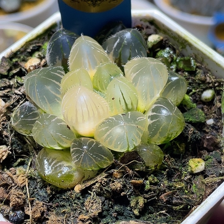 617糊斑赤线锦特选福利