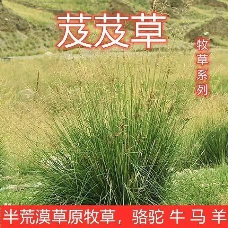 芨芨草种子芨芨草优质牧草水草绿化耐旱防风固沙量大从优