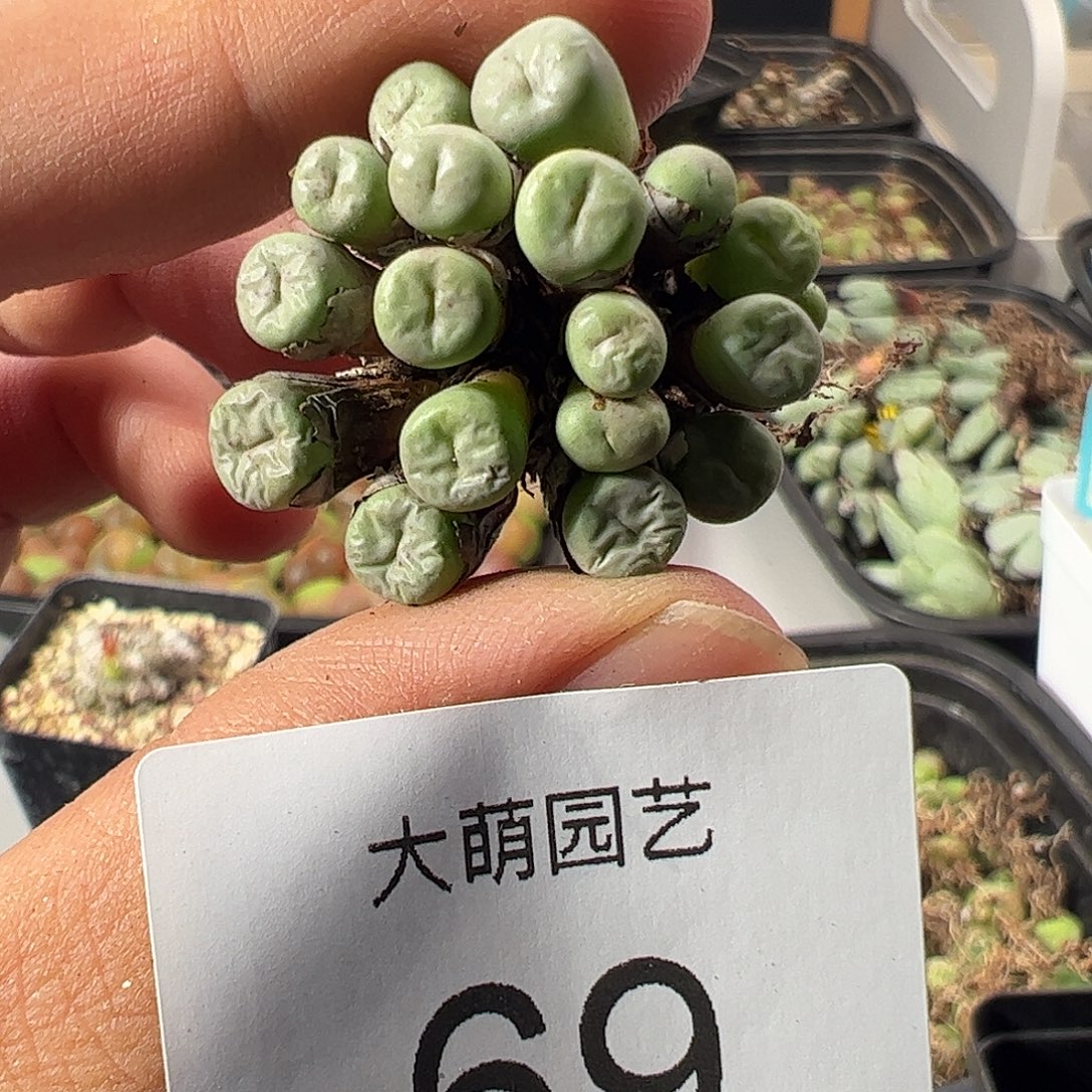 一物一拍。     。      69