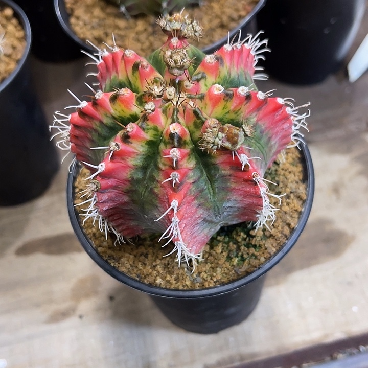 仙人球好好看好漂亮200