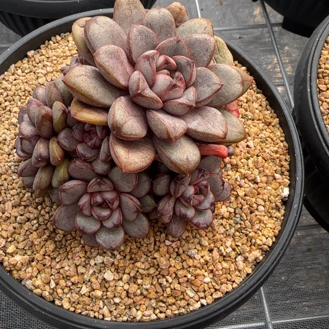 从前慢花园精选多肉葡萄小