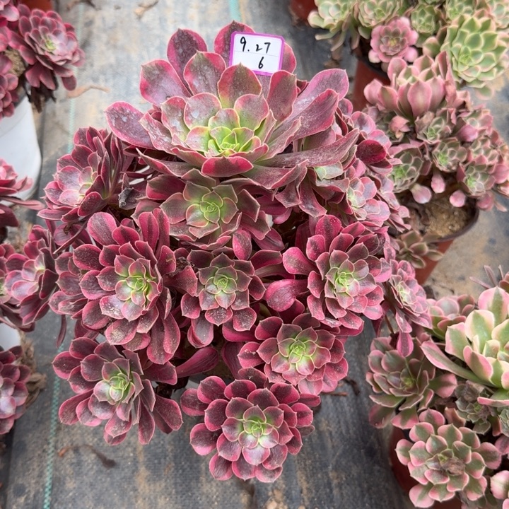 凤冠多肉植物绿植6