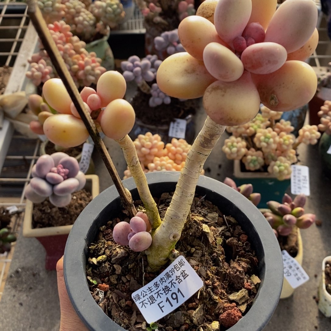 蛋黄奶酪191/10cm叶片黄透