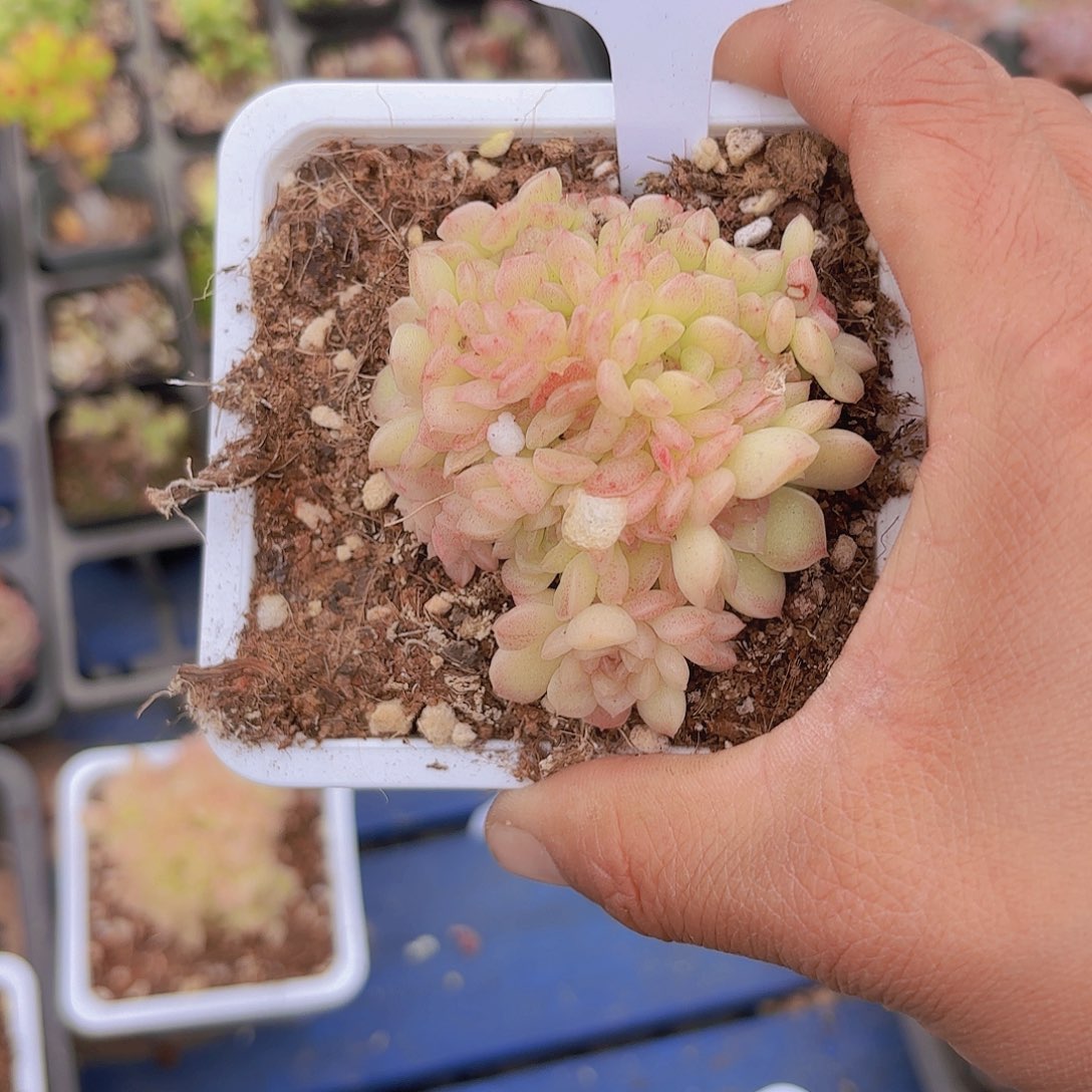 D624珍珠麦秆一物一拍