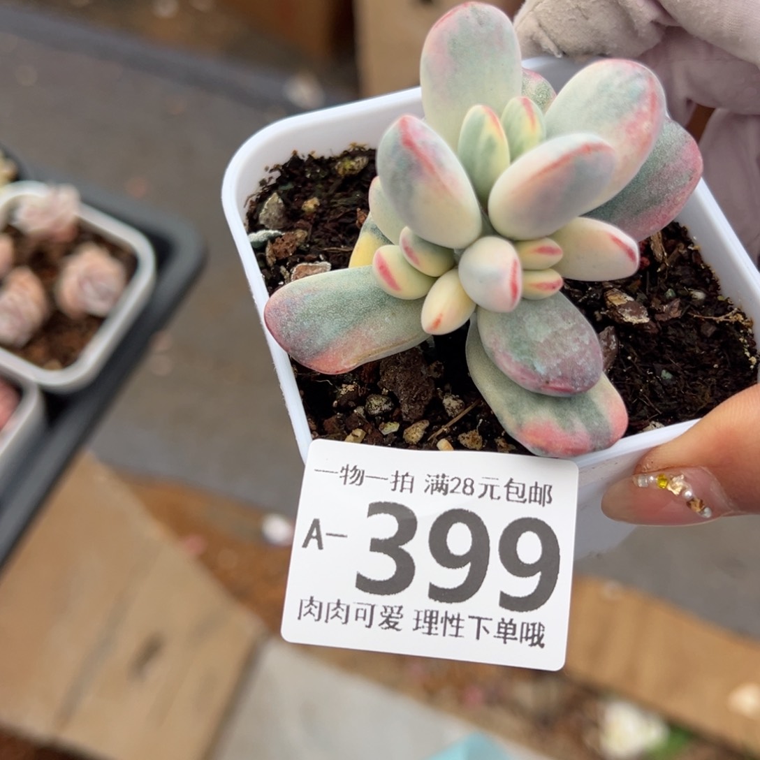 乒乓福娘锦多肉多肉多肉多肉多肉