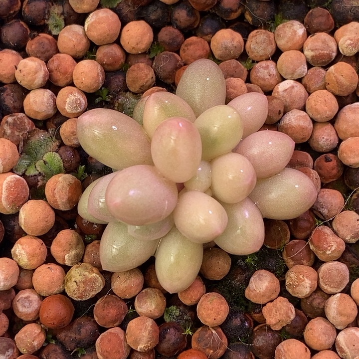 三头汤圆锦多肉植物