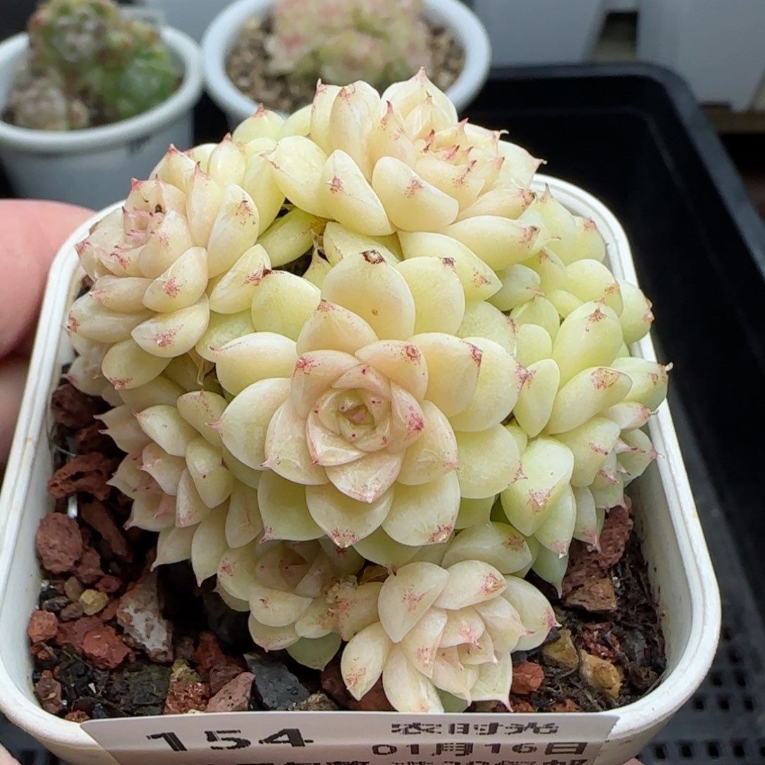 0116-154麦秆麦秆