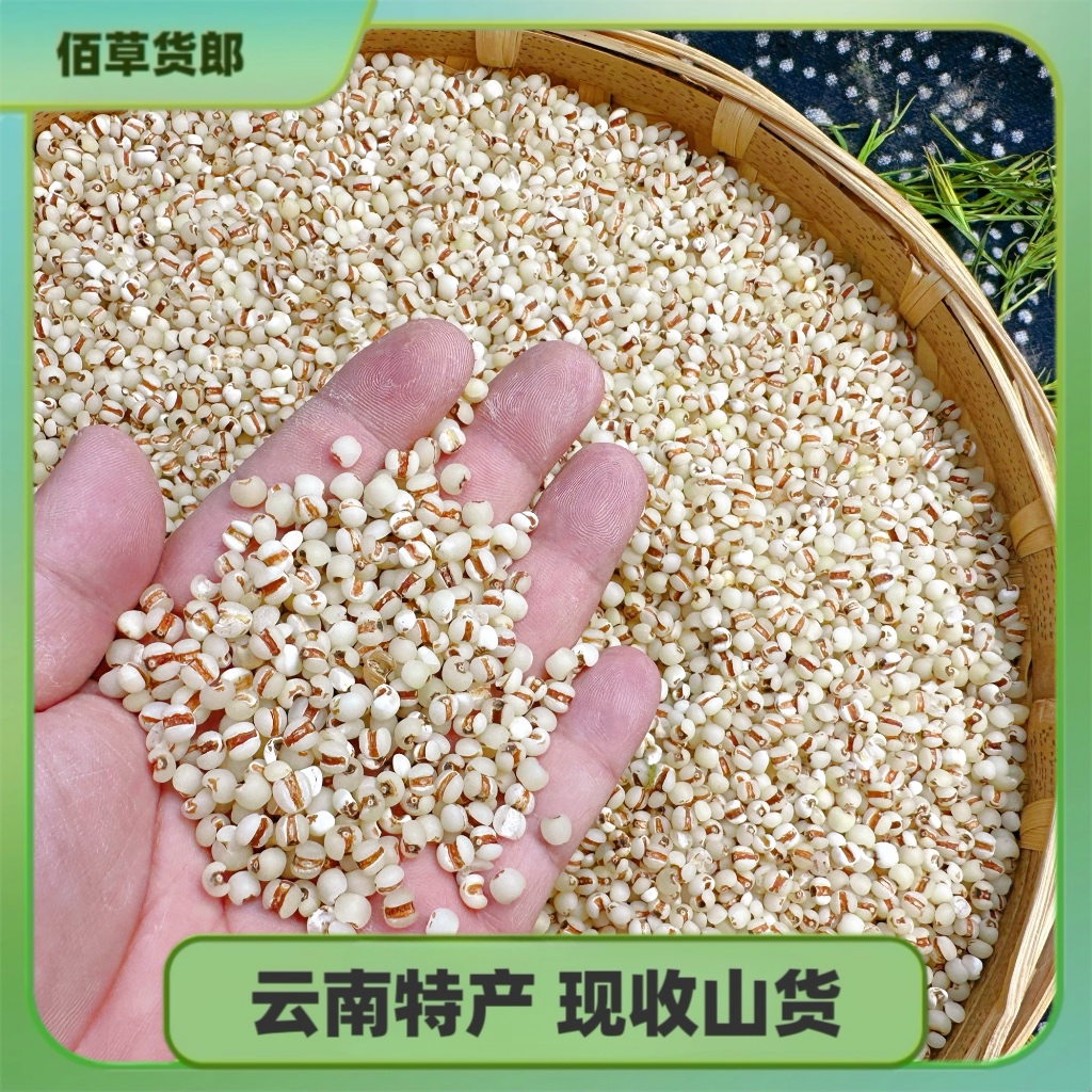 云南好货 薏仁米