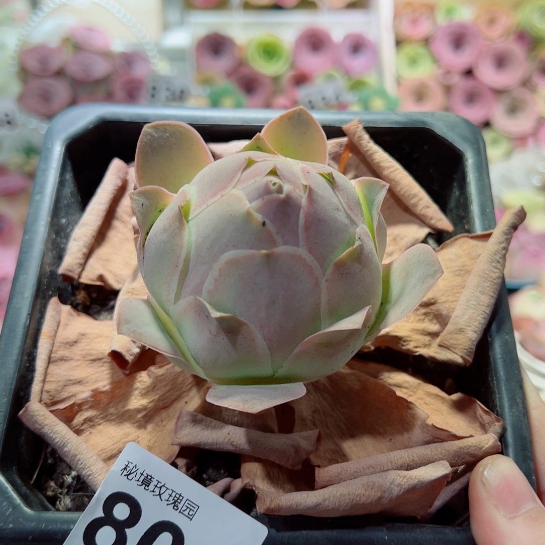 凤***洛805紫帕大桃子老桩。   一物一拍
