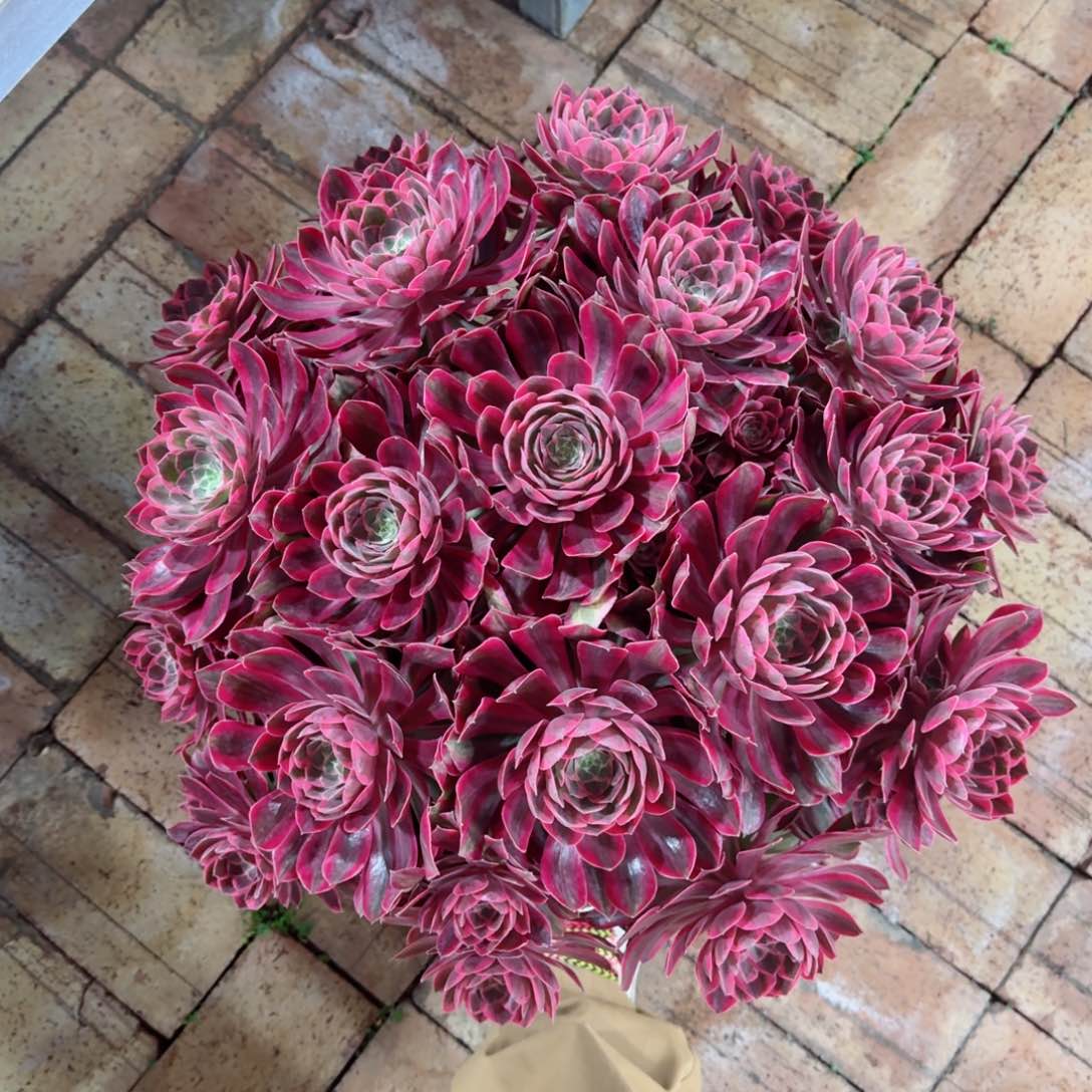 萧**舞多肉植物发货发货