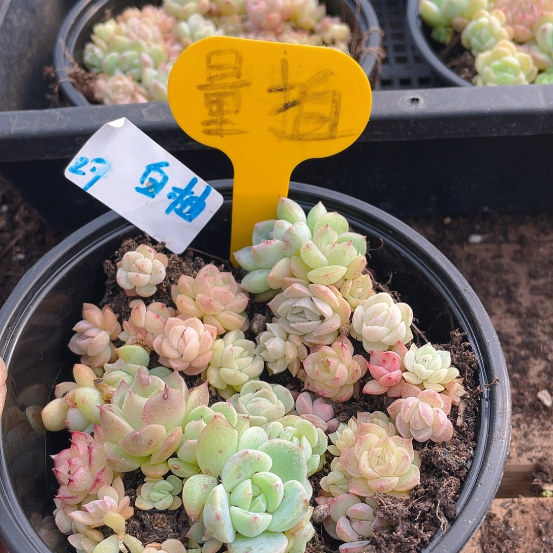 量拍多肉植物多肉植物27