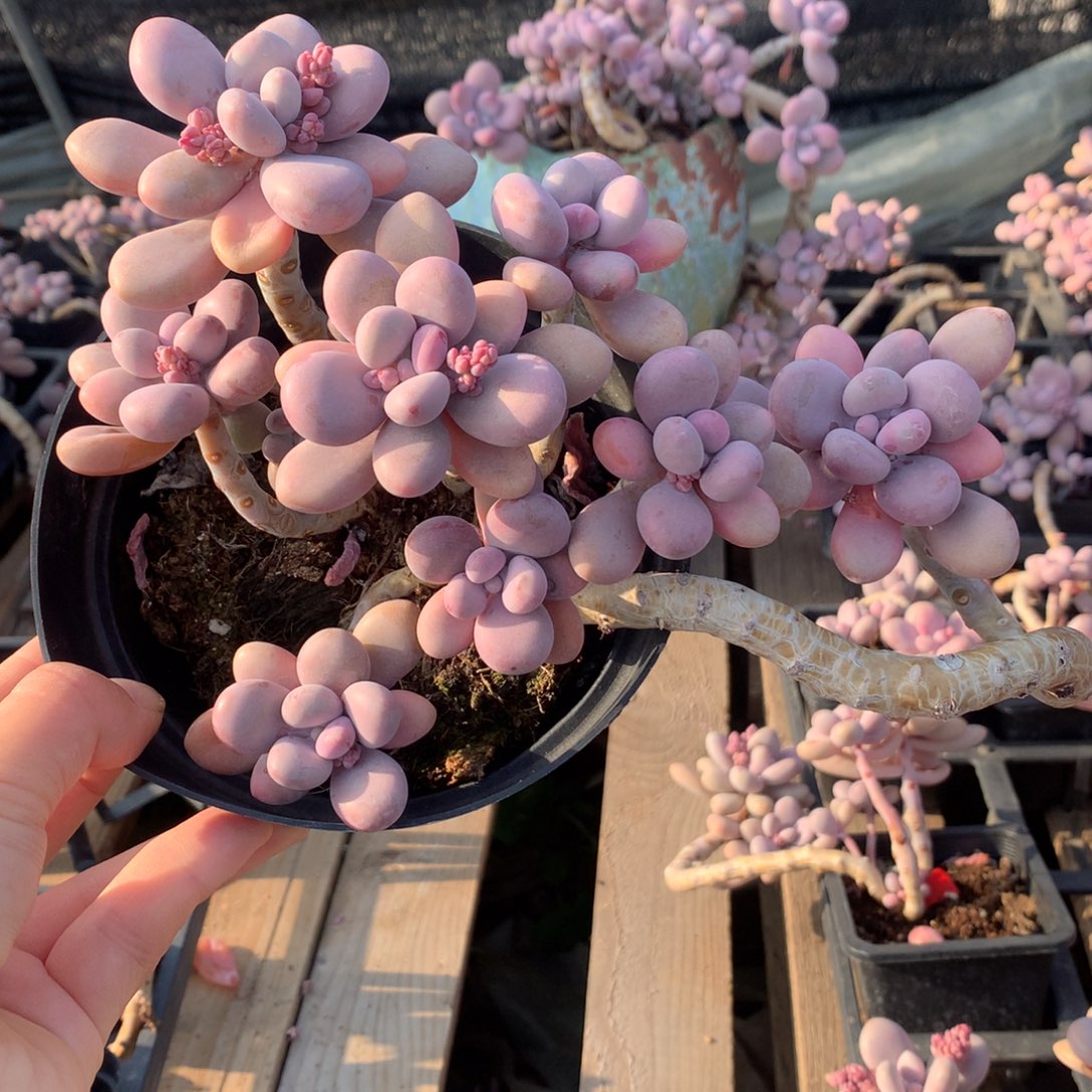 桃蛋老桩不带盆20号