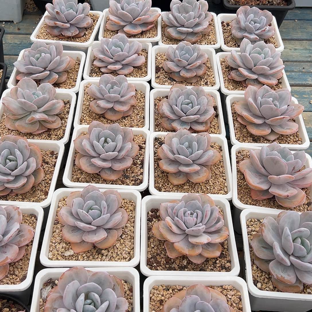 奶茶多肉单头量拍