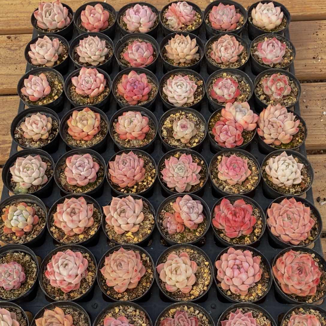 730多肉植物保护研究所所长助理