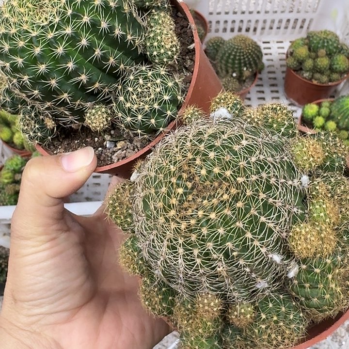 米***兔无花朵丽花哈哈哈哈哈哈哈哈哈哈哈