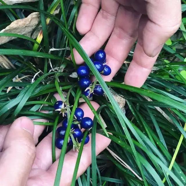 贵州麦冬滋补泡茶泡水炖汤食材