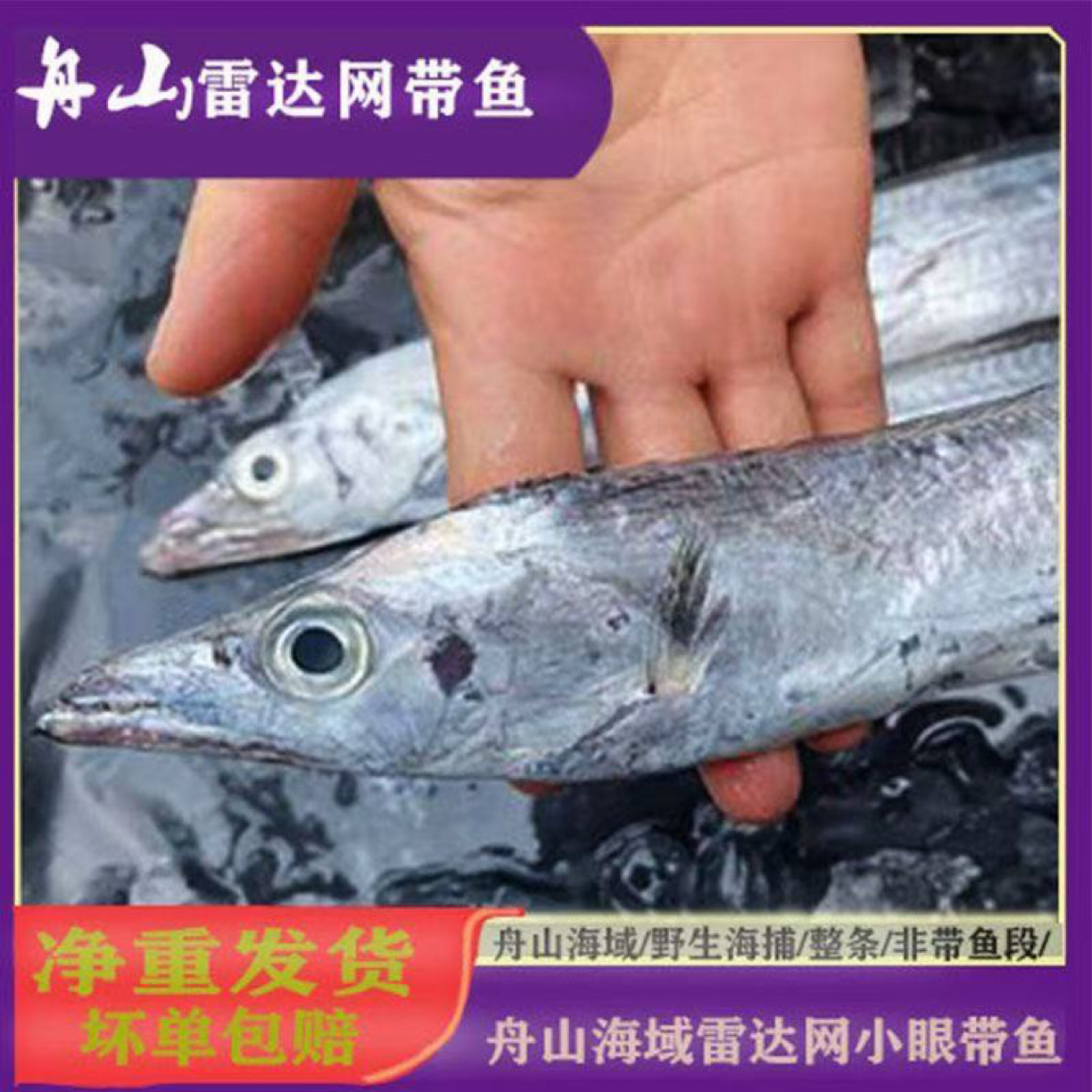 【净8.5斤】舟山带鱼东海小眼带鱼雷达网捕捞小黑眼油刀鱼大刀（12条左右）顺丰包邮（个别有破肚掉鳞）带鱼同城送