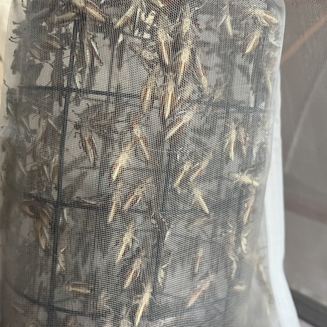 云南鸟食公花腿专用鸟食提性促火