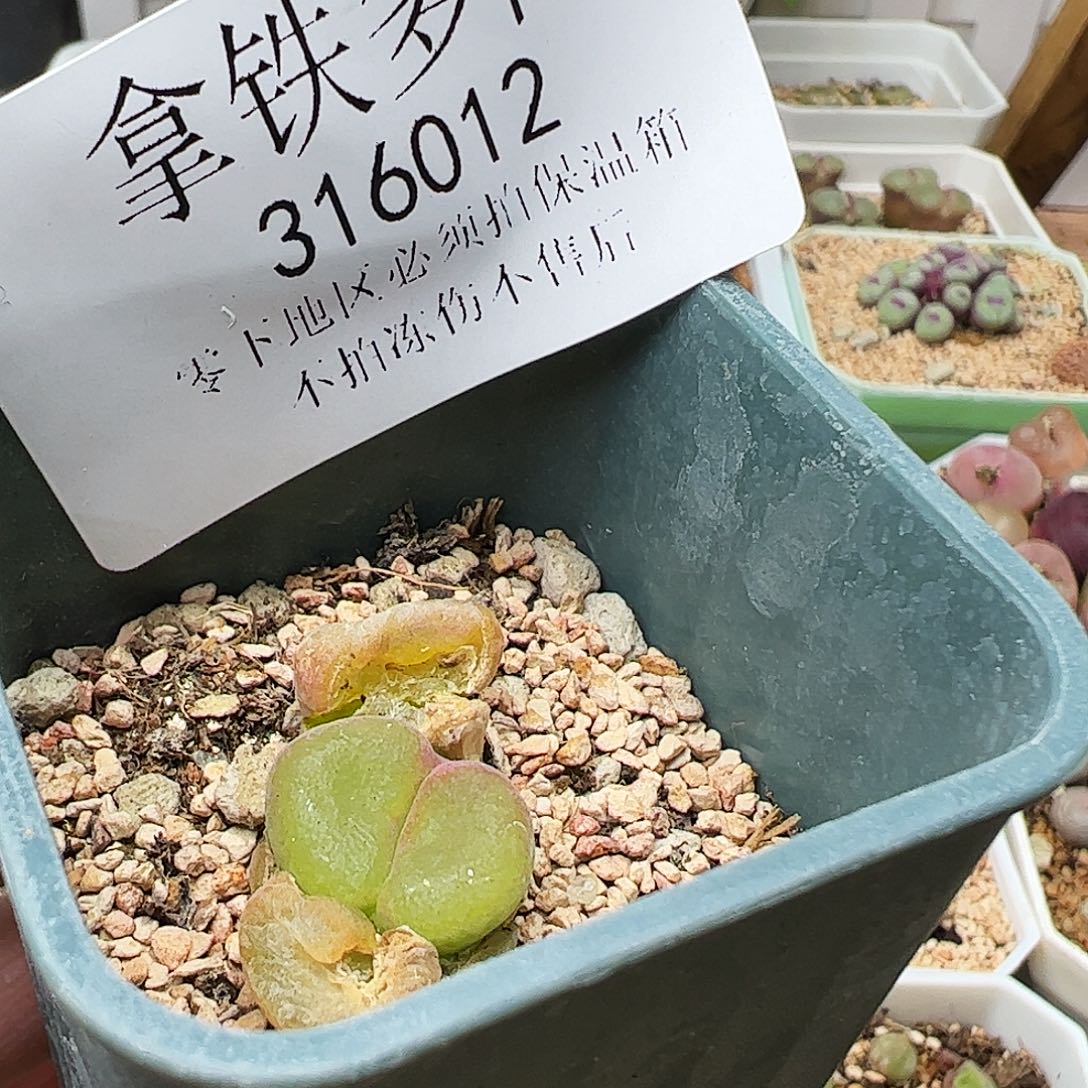 加*鸭316012/拿铁多肉植物馆