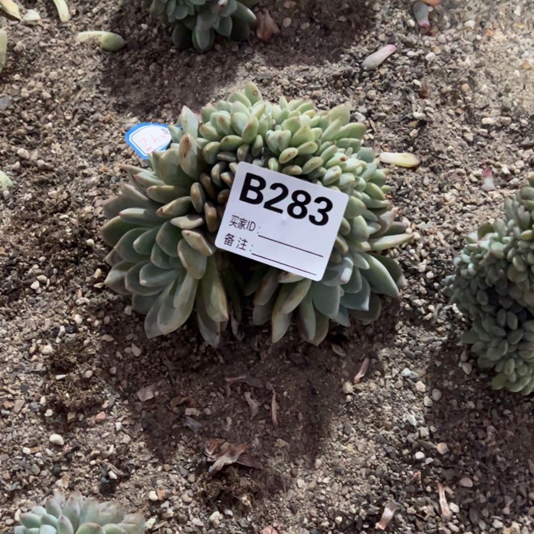 毛***姐b283多肉多肉多肉多肉