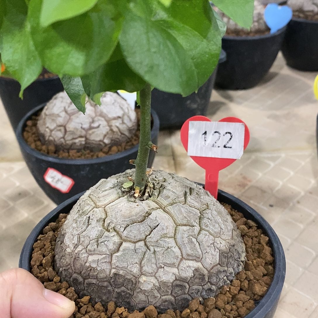 南非龟甲龙龟甲龙