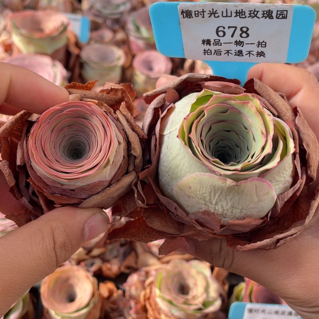 拿***兵山地玫瑰678裸根发货不售后