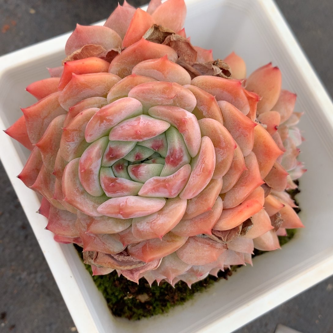 1732杂交精品基地10厘米