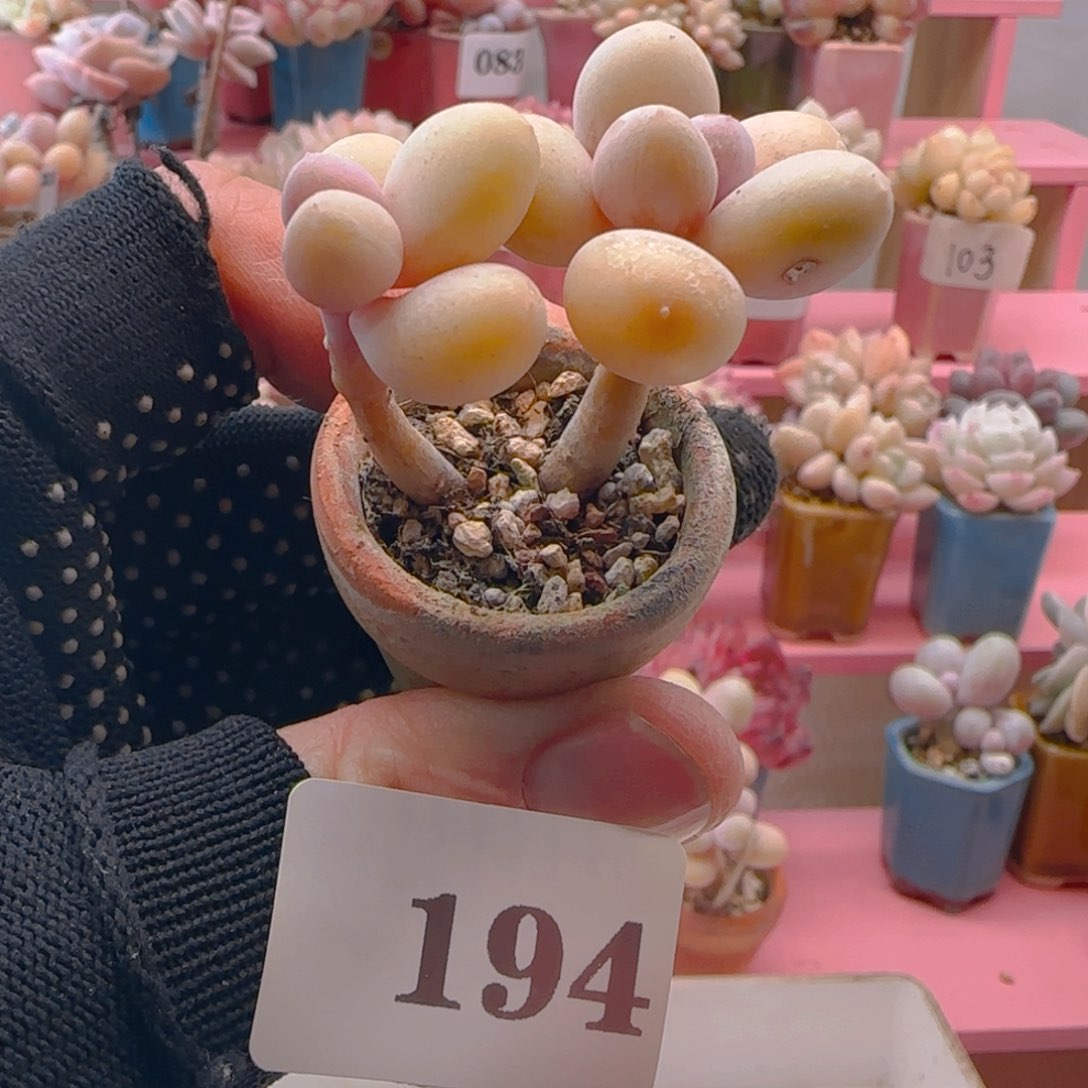 蛋黄奶194 ，带盆土发货，满38包邮非偏远。