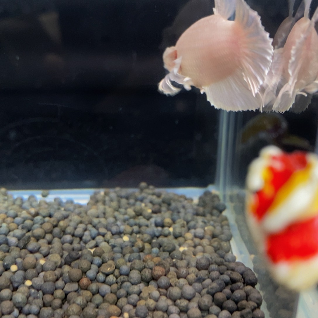 热带鱼公453巨斗