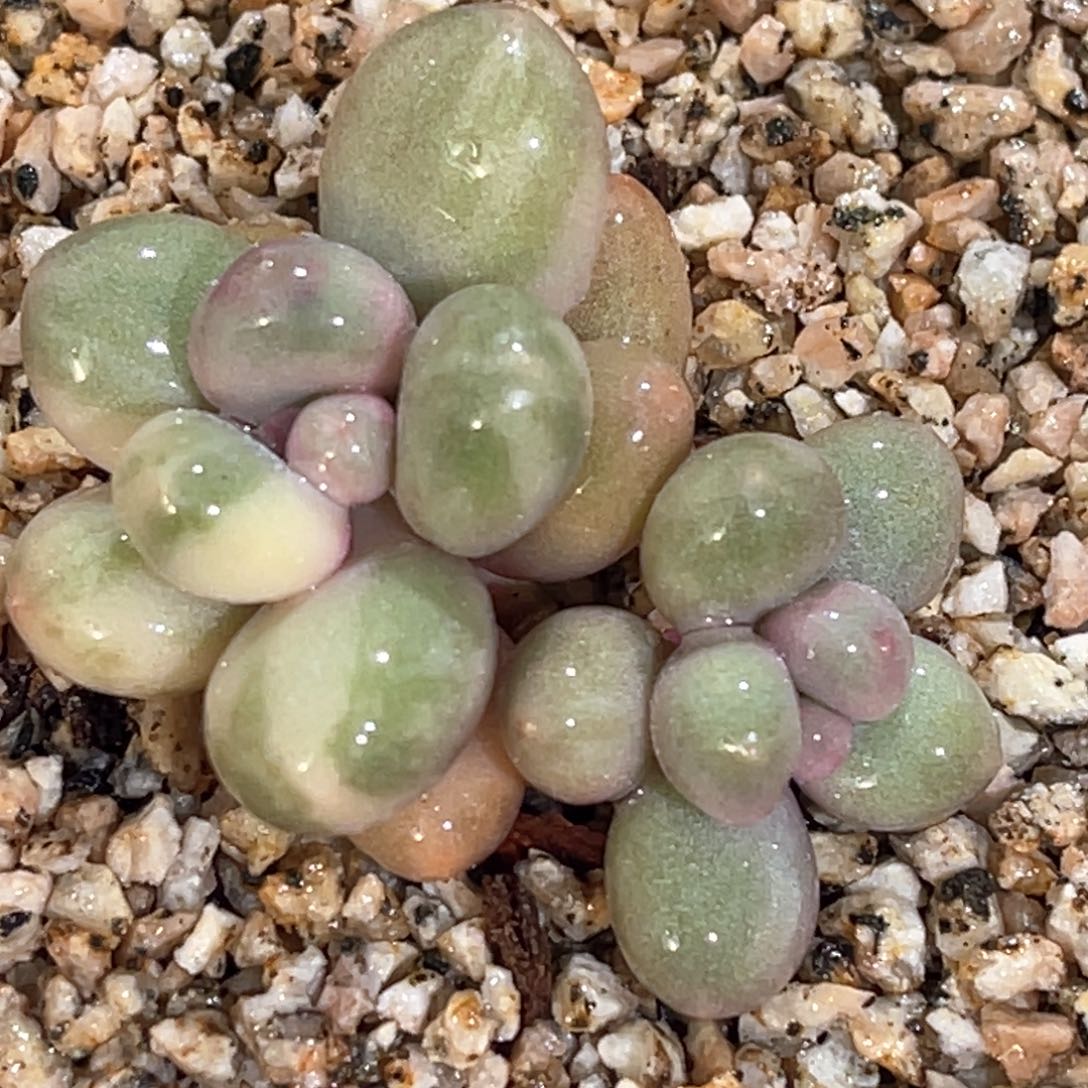 多肉特价无砍奶酪锦