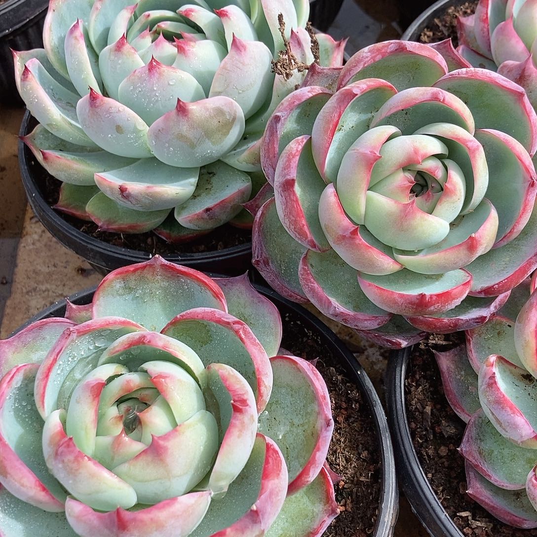 惊鸿宽叶随机9厘米