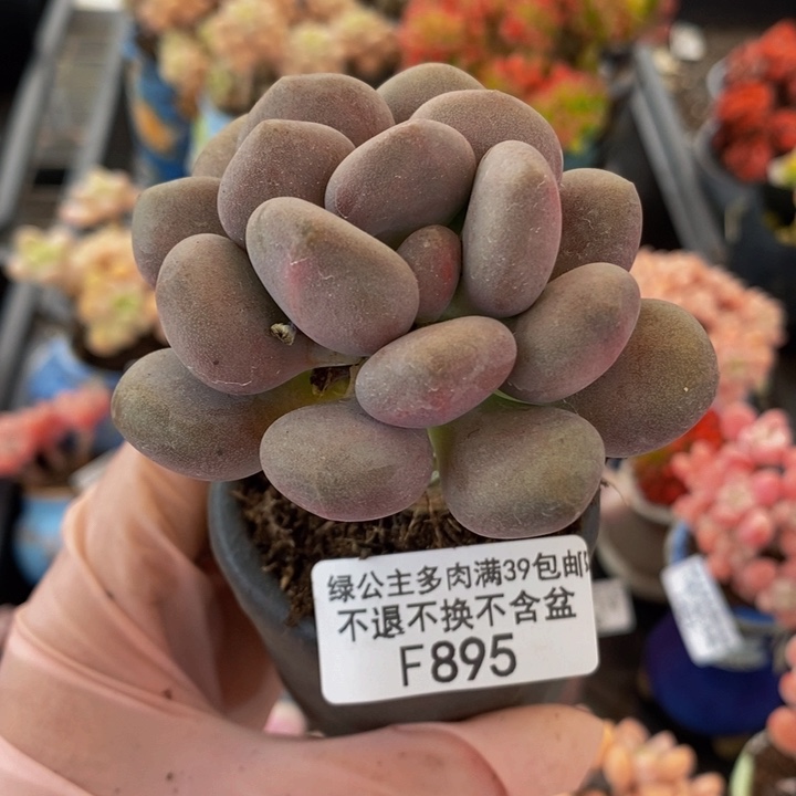 月美人6cm895多肉植物