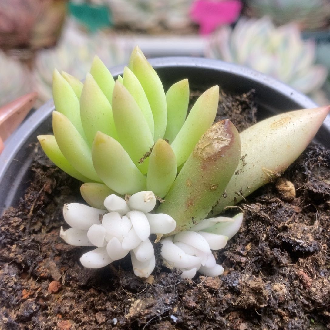 176千佛手锦锦锦锦锦