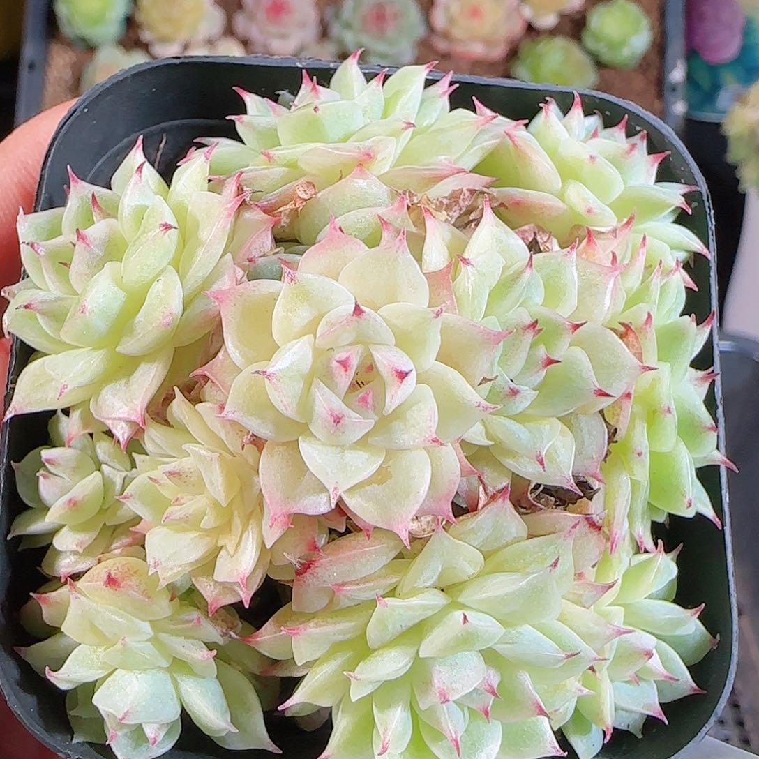 1106-212麦秆不包整