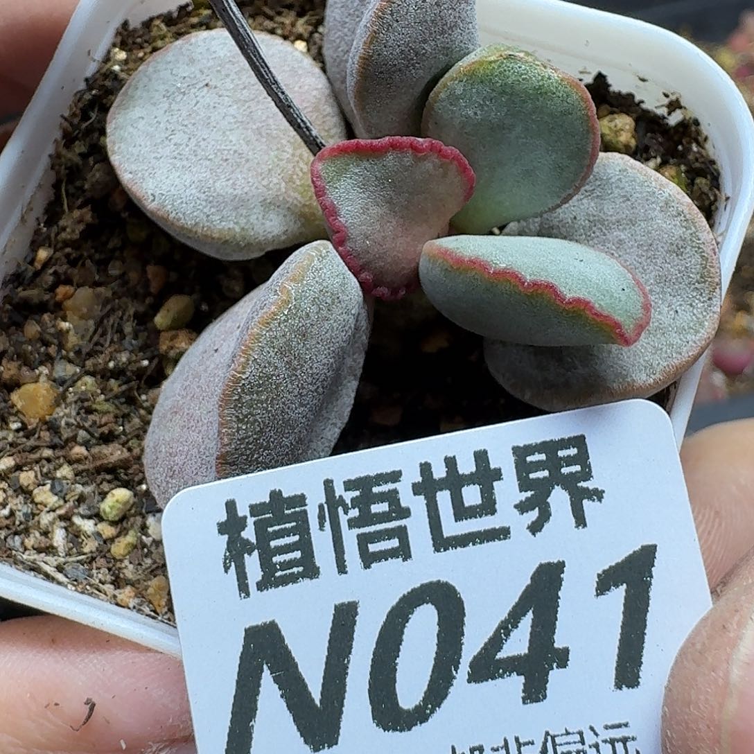 多肉W的人啊的人法国bn