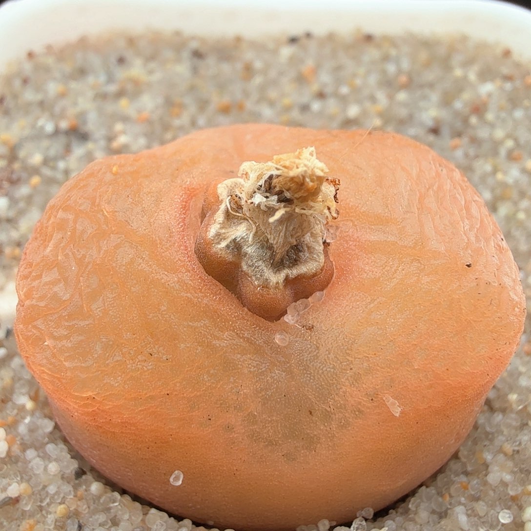 2.23.4/橘色毛毛/多肉植物