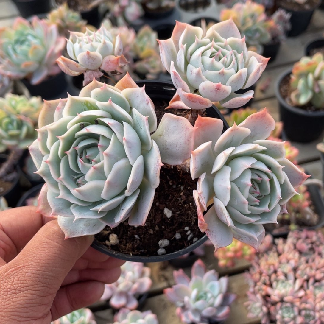 2705  爱情波浪  六月六