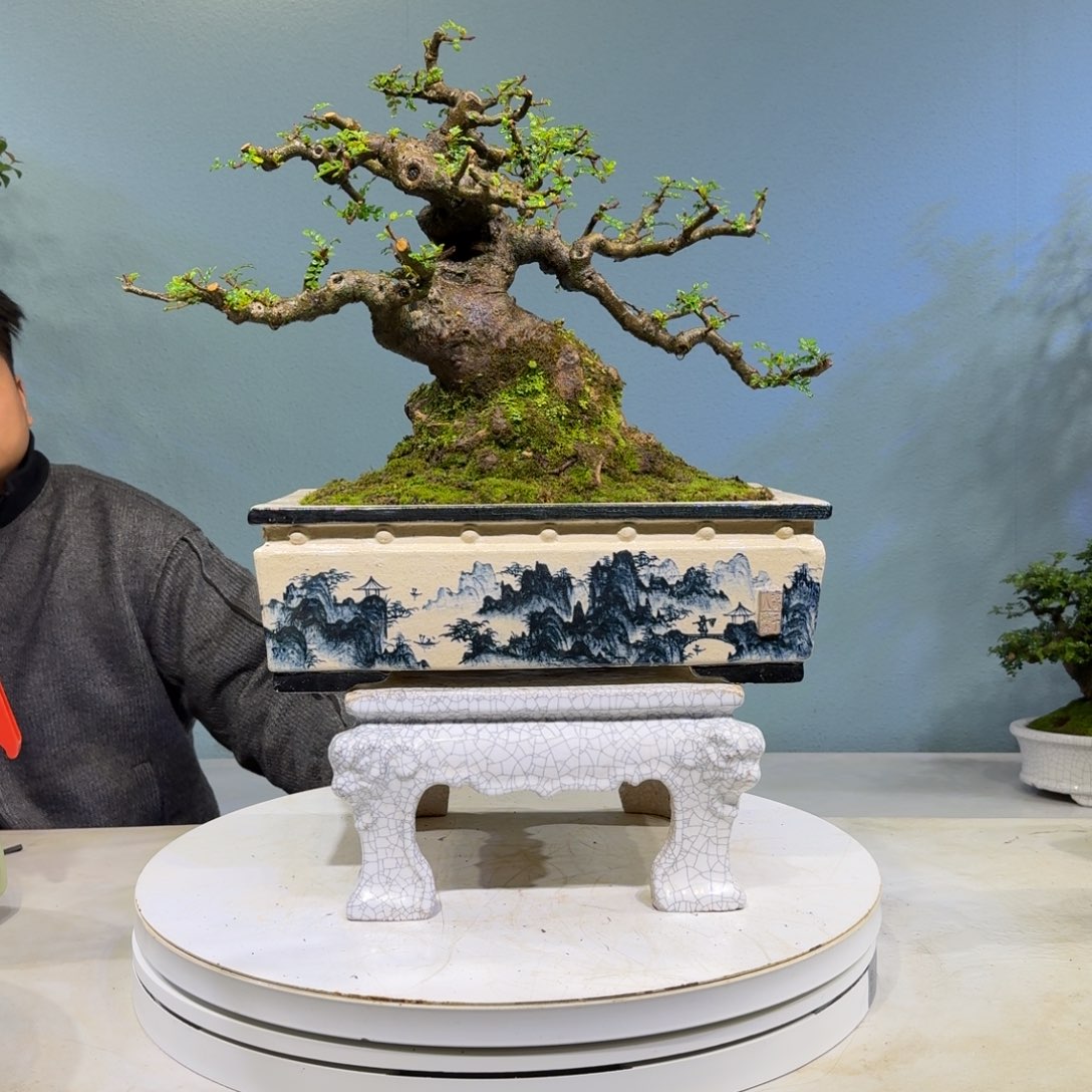 正***产以实际为准胡椒木胡椒木