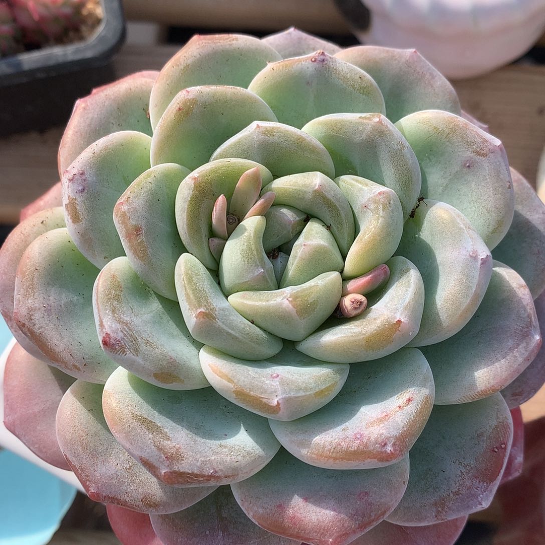 0123-45 冰玉单头