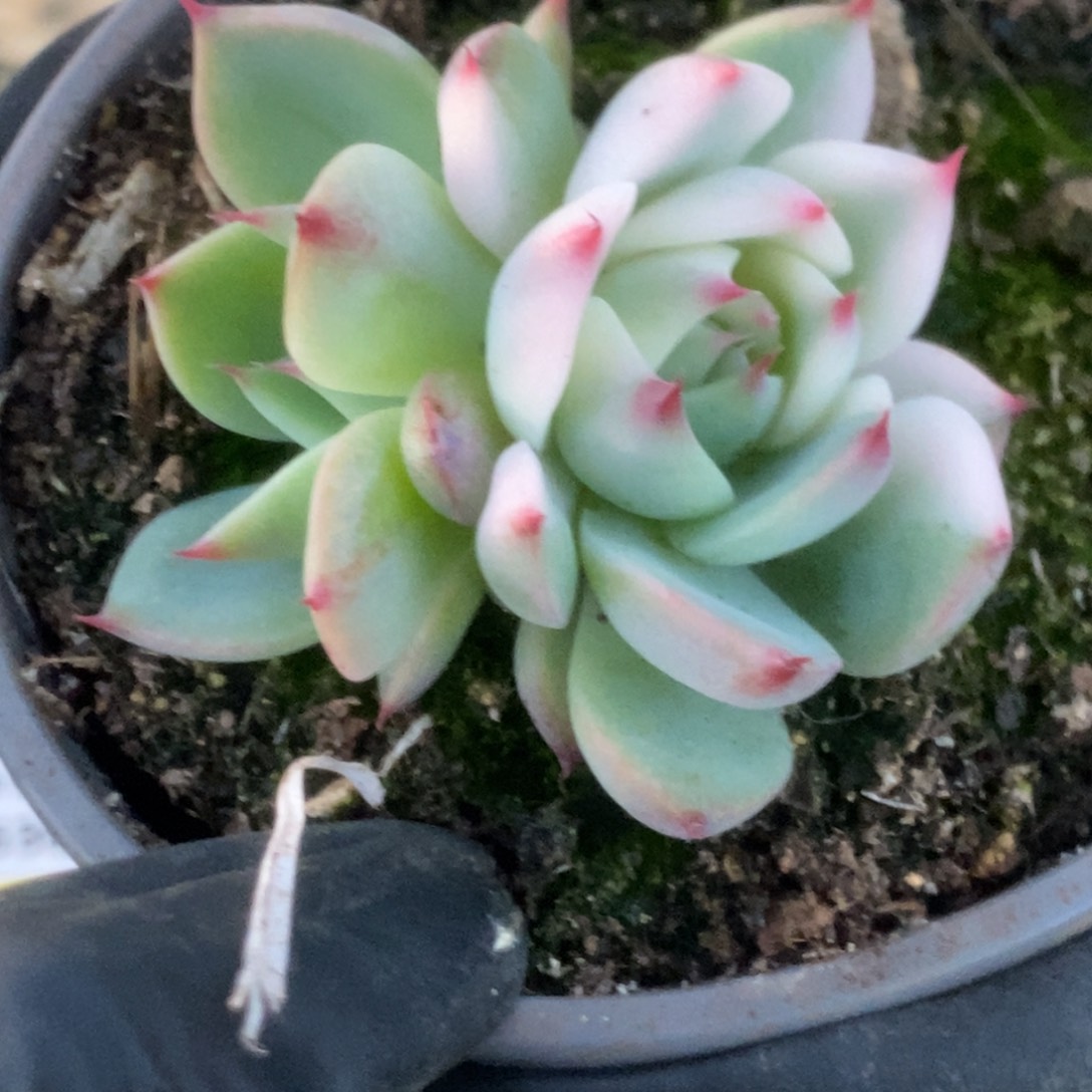 628吉娃娃锦锦锦锦锦锦